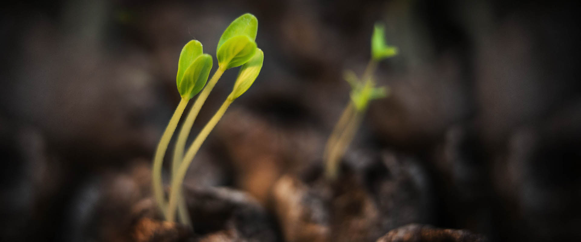 seed starting seeds