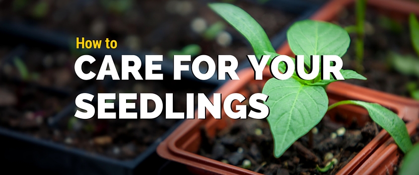 Care for Your Seedlings