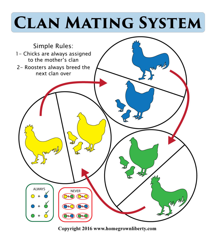 clan-mating-system-illustration-large
