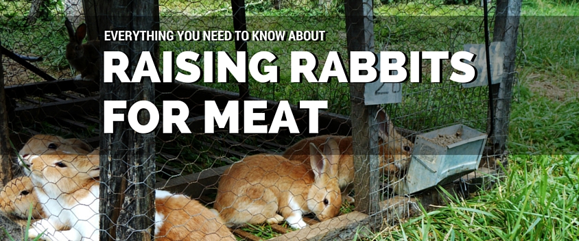 Raising Rabbits for Meat